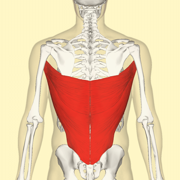 凝り固まった肩甲骨をほぐすのはパワフルな一日を始める必須科目 Tenjiro Note
