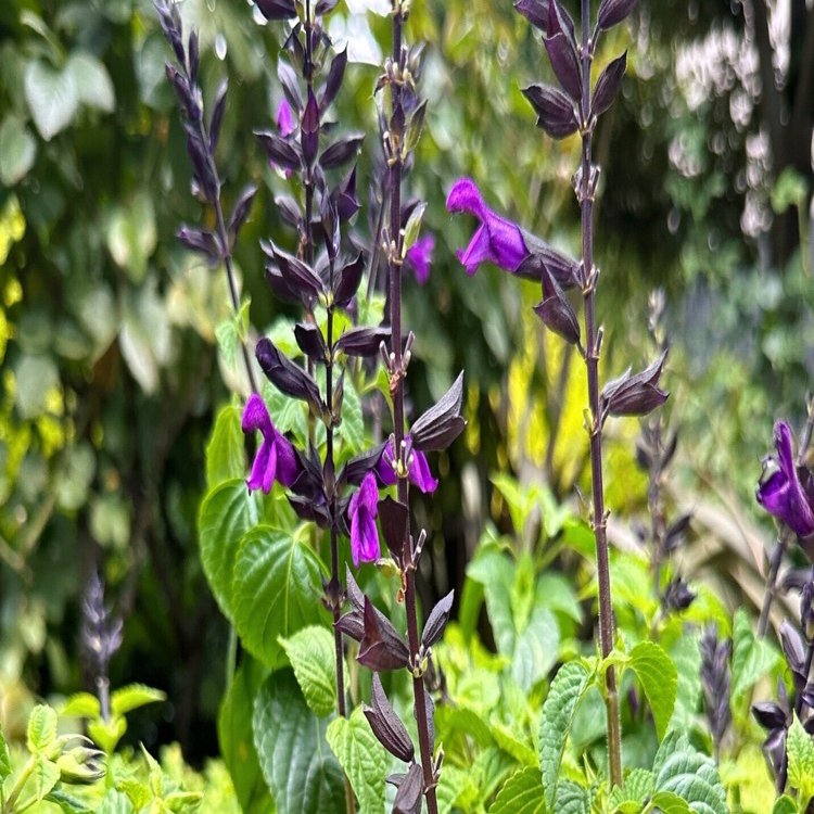 真夏の情熱花・サルビア再び🎵｜ichirin