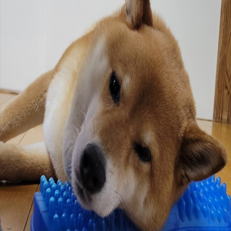 もっちり柴犬 夏の陣｜お日様えくぼ