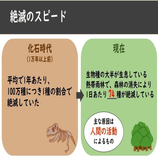 絶滅の危機に瀕している熱帯雨林の動物