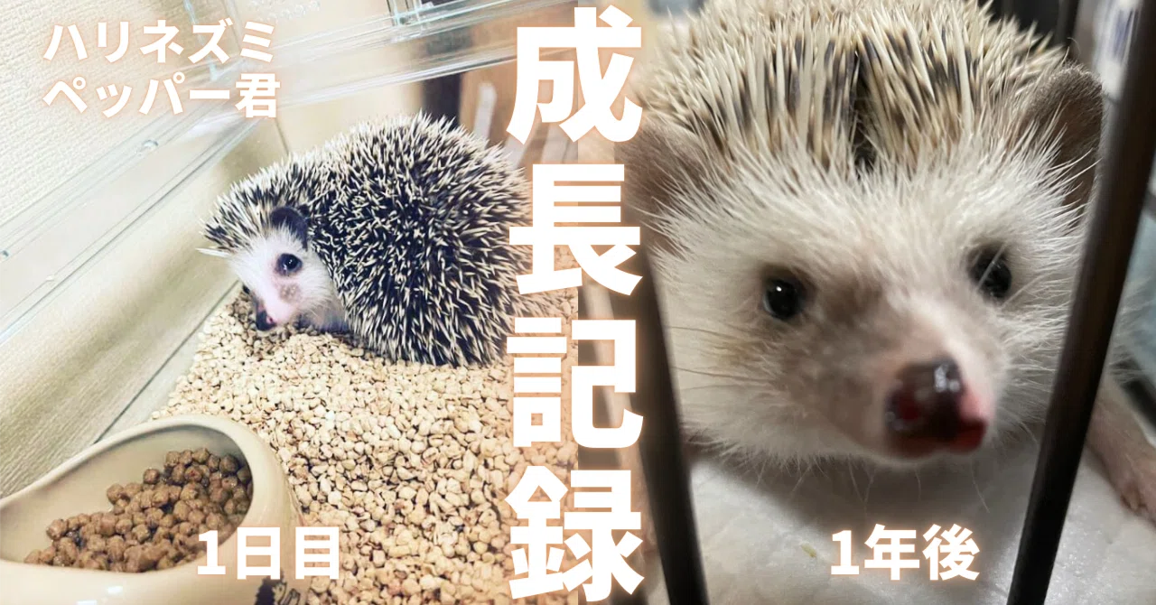ハリネズミをお迎えして約1年【感想】検討中の方必見｜サミエル