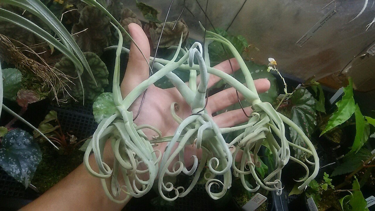 ティランジア入荷リスト10/5｜NatureGarden🌿神田