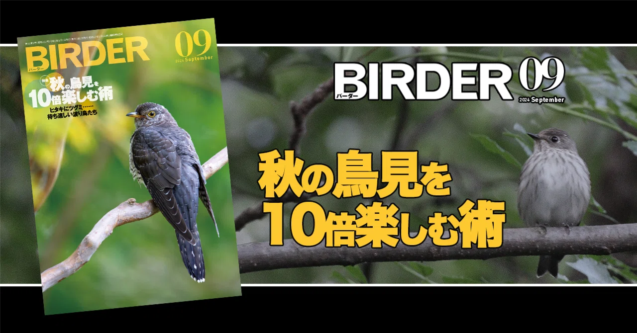 BIRDER9月号の見どころ｜ブンイチ（文一総合出版）