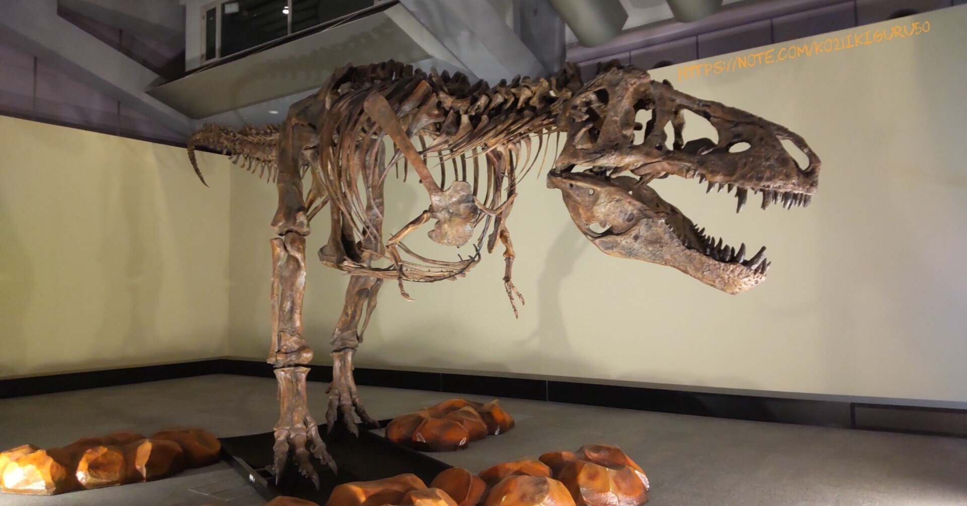 【DINOWORLD】ティラノサウルス 頭骨 化石 ジュラシックパーク DINOWORLD】ティラノサウルス 頭骨 化石 ジュラシックパーク