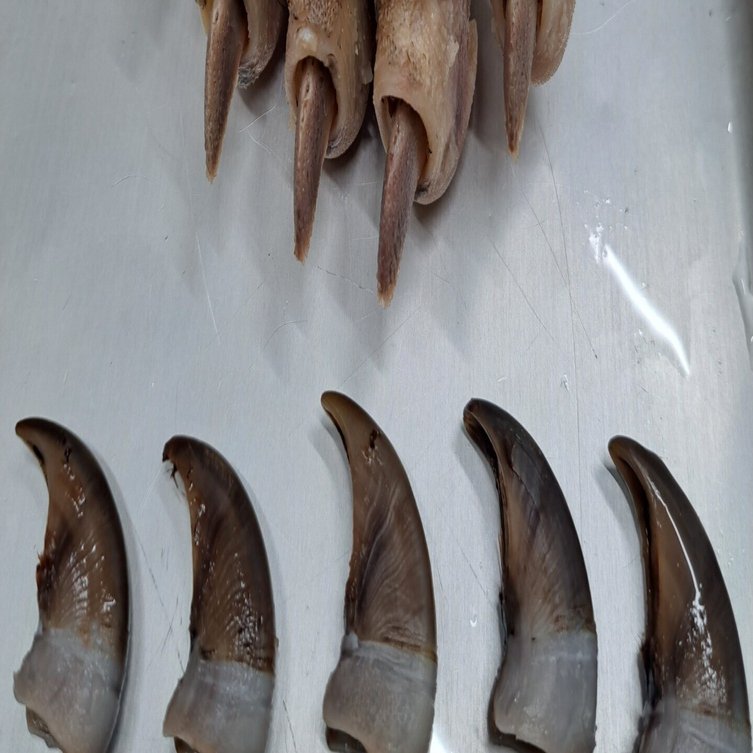 熊の手「爪加工」｜キティ