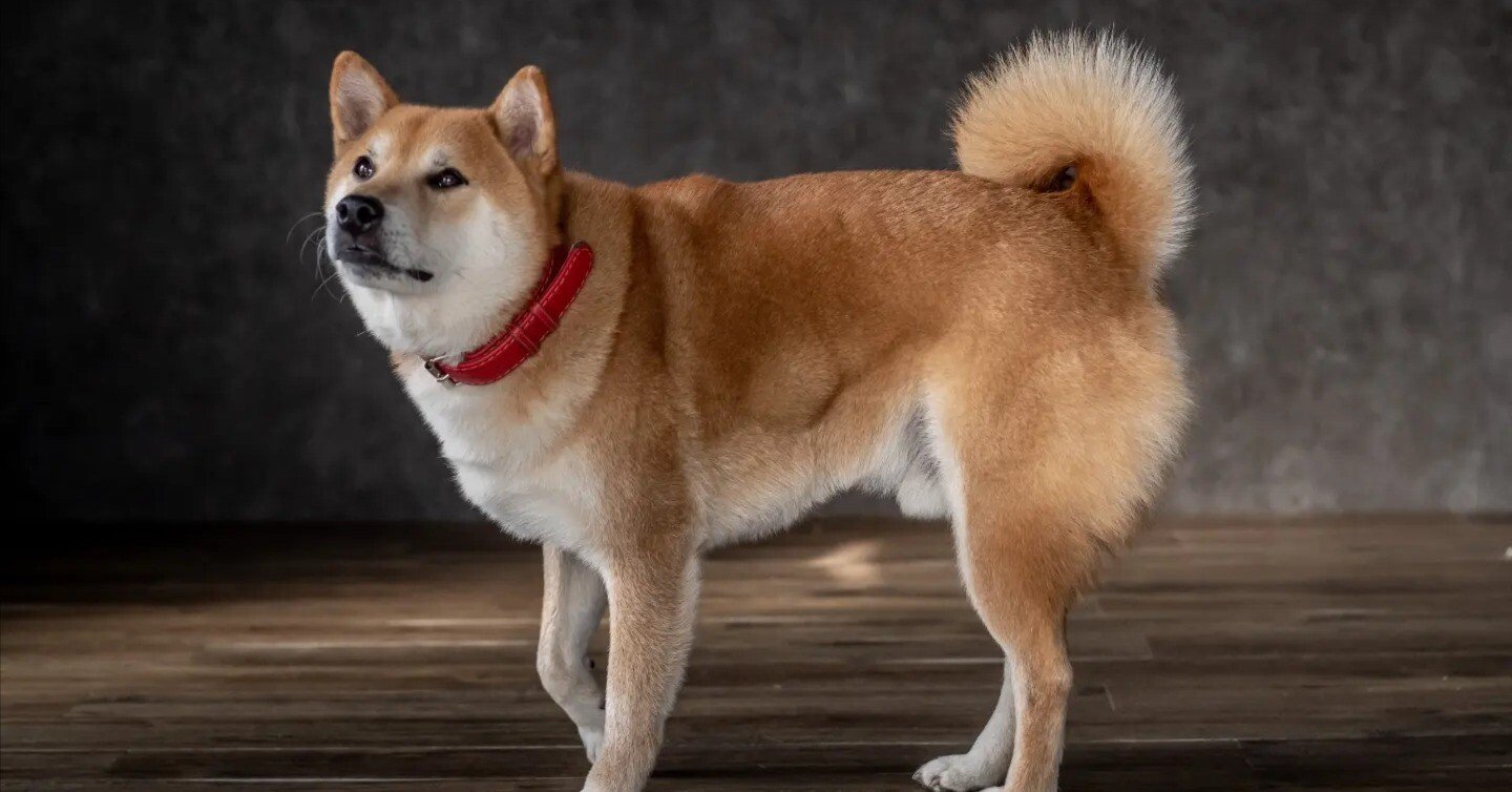 7d4a610a90e3ba2e30171a2418a903