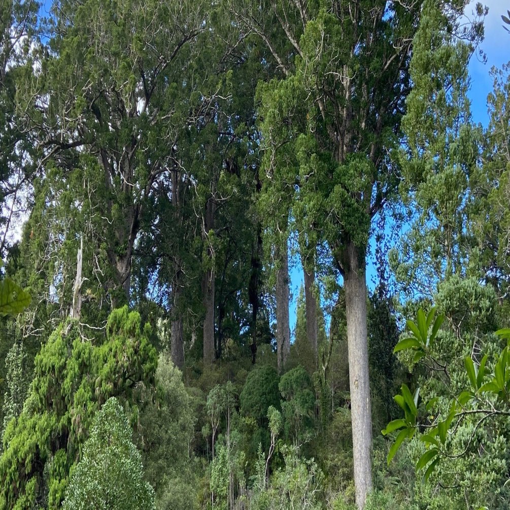 ニュージーランド(トケラウ、ロス、ニウエ含)1960年代　全７３枚　BH-R ニュージーランドで1485本の植樹 – VEJRHØJ Japan