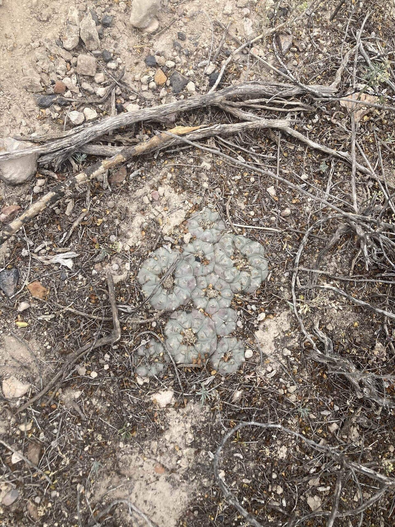 ネアリカとウイチョル族｜Kiwako@左官屋日記