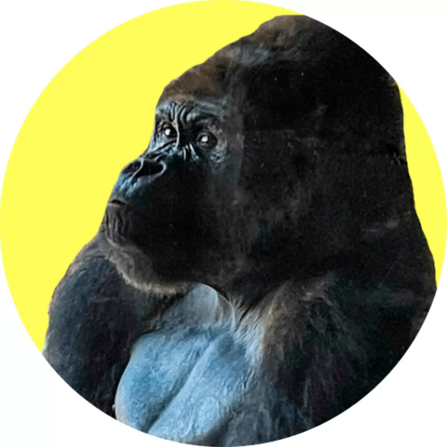 Zoos For Conservation