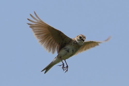 第576回 季節の野鳥 春の野鳥 翆野 大地 Note