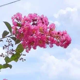 こまつゆゆ
