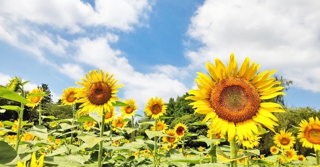 e217e840a2a4bb966bd93029f45fc1