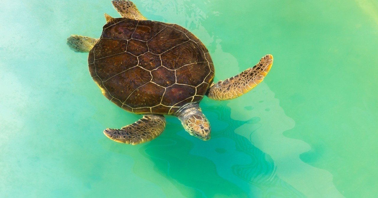 軽減税率でプラごみが増える 世界と日本の環境意識の差 Ryoko Note 軽減税率でプラごみが増える 世界と日本の環境意識の差 Ryoko Note