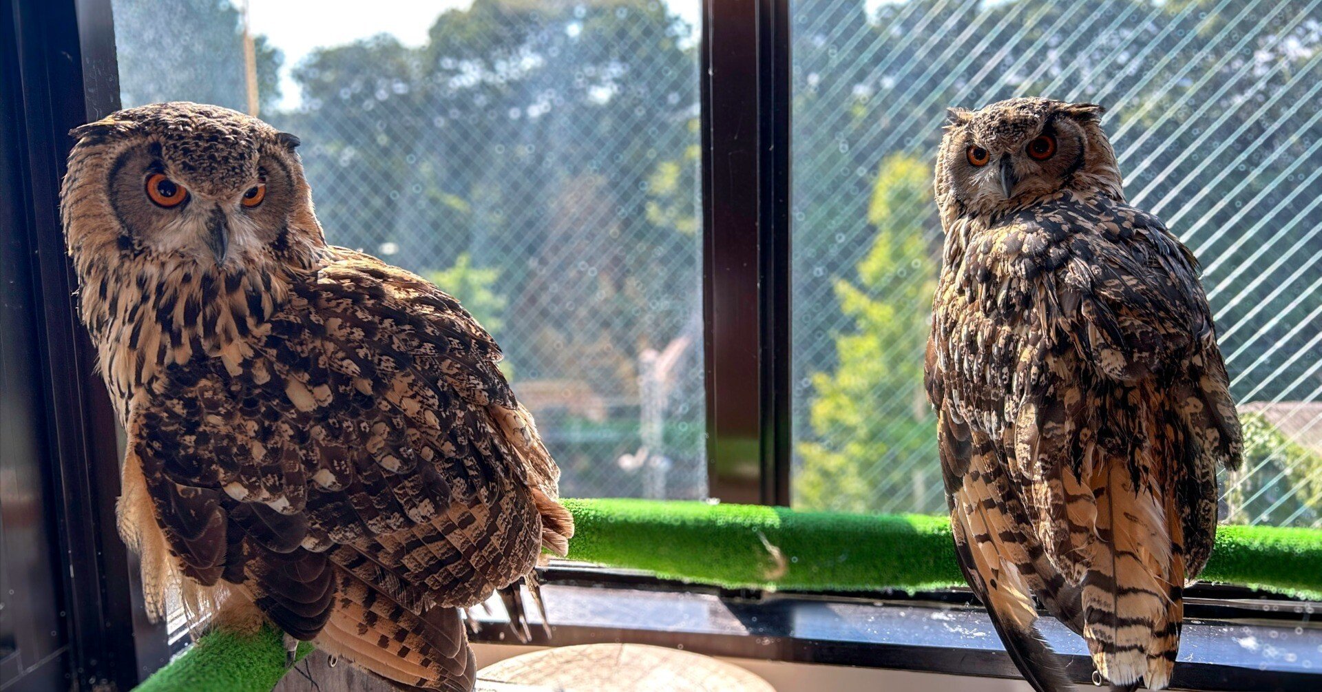フクロウ様　まとめ ふくろうとの触れ合い…｜Design YuSena（デザイナー＆絵描き）