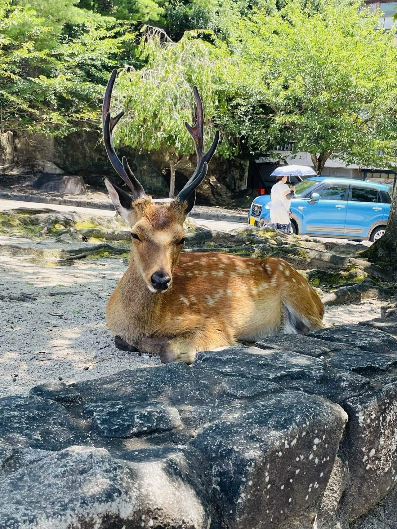 厳島神社とシカと神の島｜ゆず