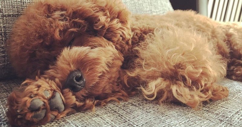 フガッ 愛犬の無防備な寝相を集めてみた いい部屋ペット いい部屋ネット 公式 Note