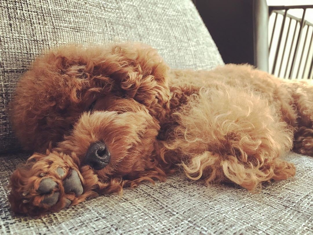 フガッ 愛犬の無防備な寝相を集めてみた いい部屋ペット いい部屋ネット 公式 Note フガッ 愛犬の無防備な寝相を集めてみた いい部屋ペット いい部屋ネット 公式 Note