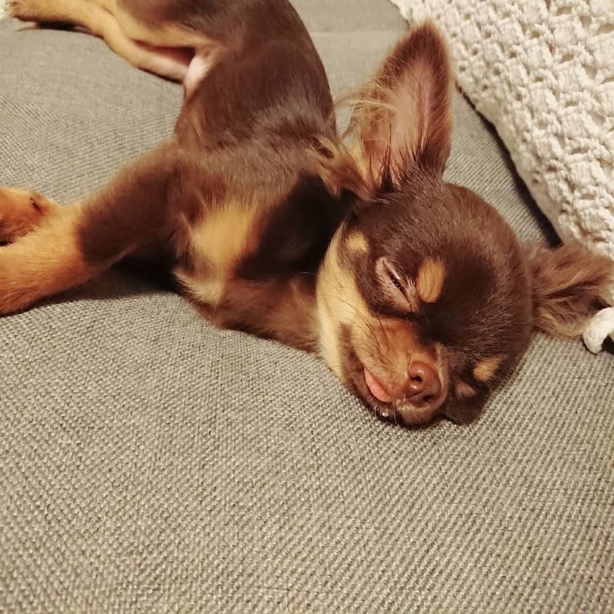 フガッ 愛犬の無防備な寝相を集めてみた いい部屋ペット いい部屋ネット 公式 Note