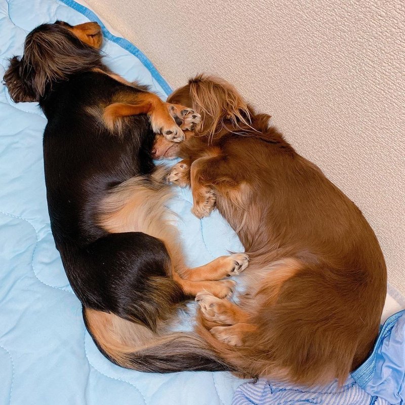 フガッ 愛犬の無防備な寝相を集めてみた いい部屋ペット いい部屋ネット 公式 Note フガッ 愛犬の無防備な寝相を集めてみた いい部屋ペット いい部屋ネット 公式 Note