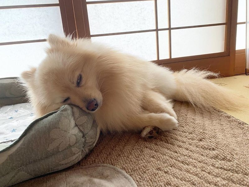 フガッ 愛犬の無防備な寝相を集めてみた いい部屋ペット いい部屋ネット 公式 Note フガッ 愛犬の無防備な寝相を集めてみた いい部屋ペット いい部屋ネット 公式 Note