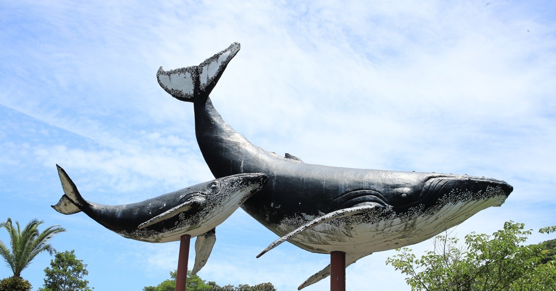 今は貴重な本物のクジラの口の部分です、４０年飾っていたため多少の汚れはあります。 今は貴重な本物のクジラの口の部分です、40年飾ってい