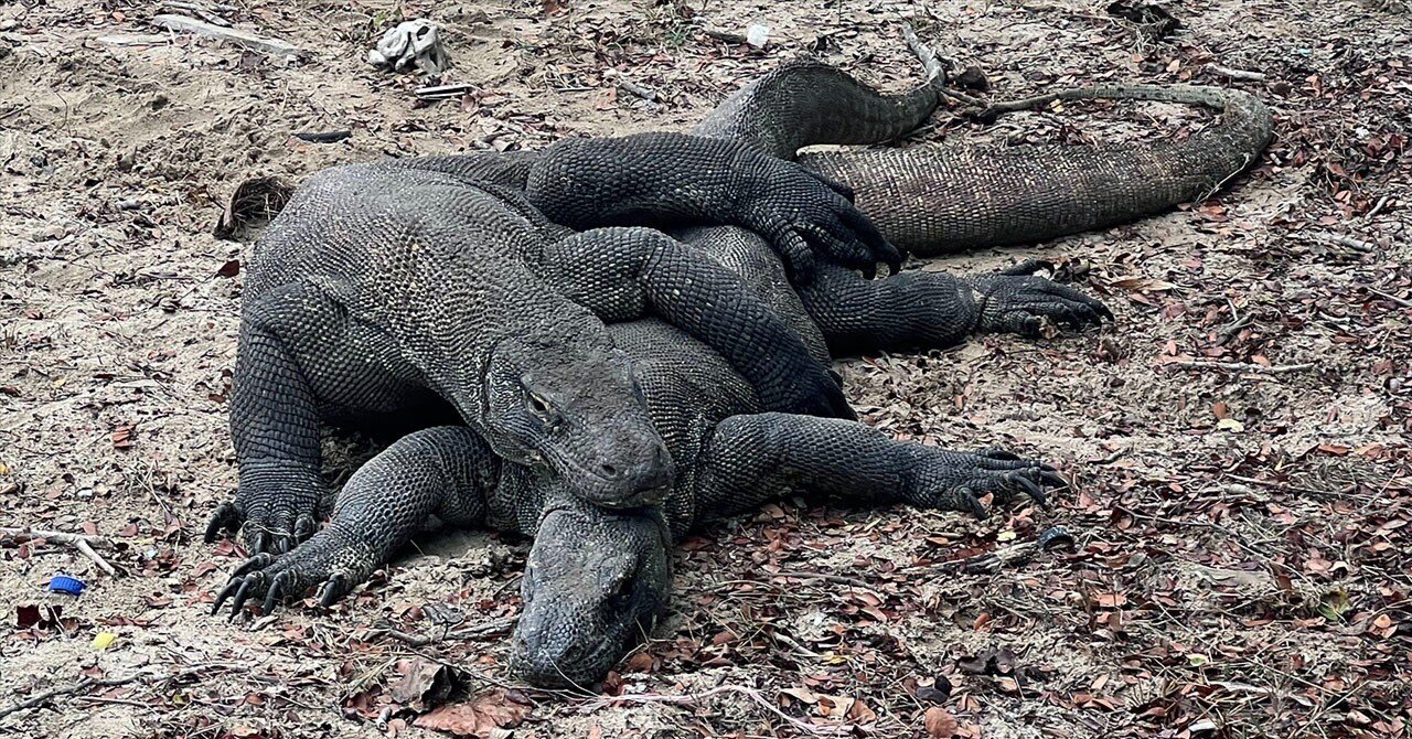 コモド・ドラゴンに会いに行く｜大森 武