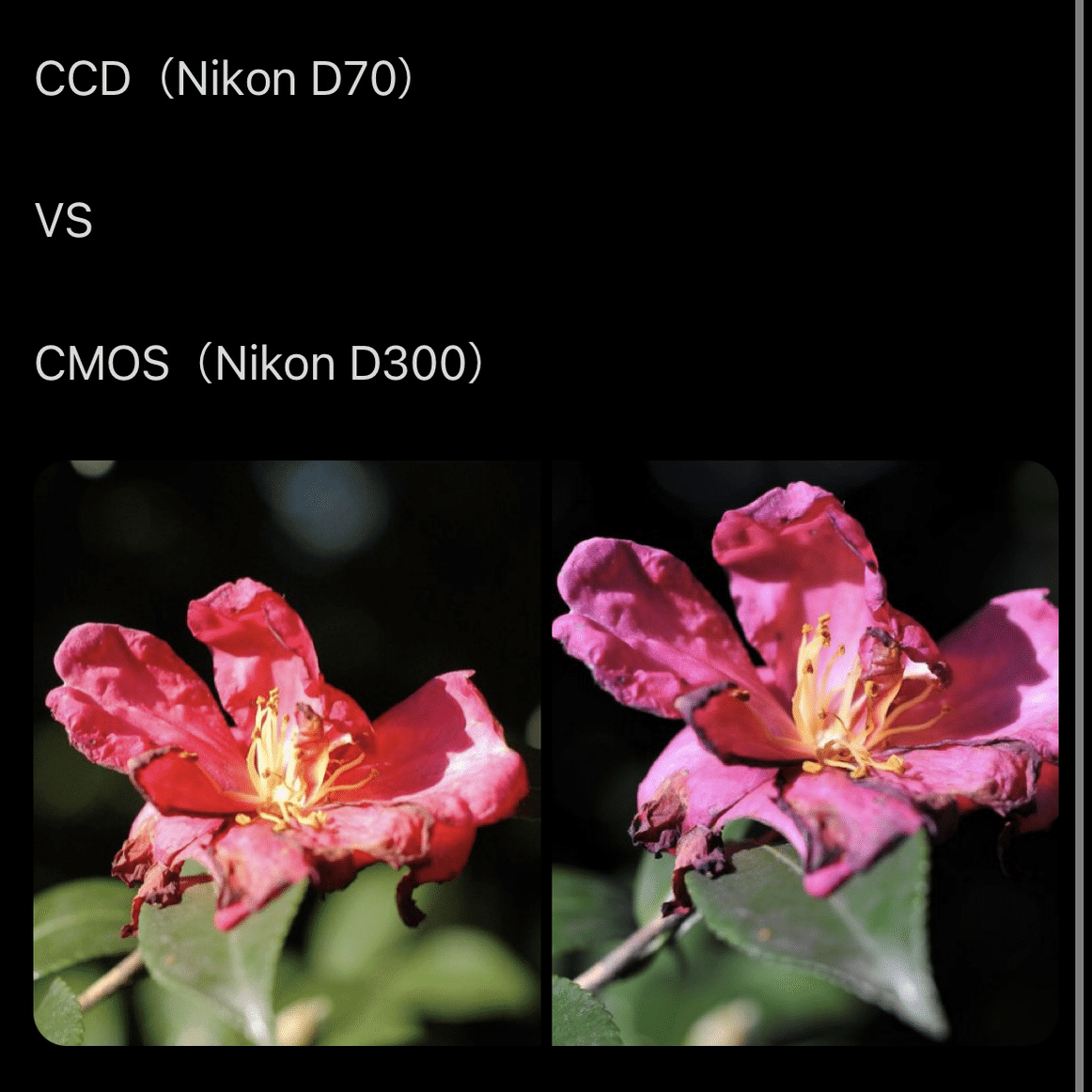 ワンコインNikon D70の実力｜けいふ