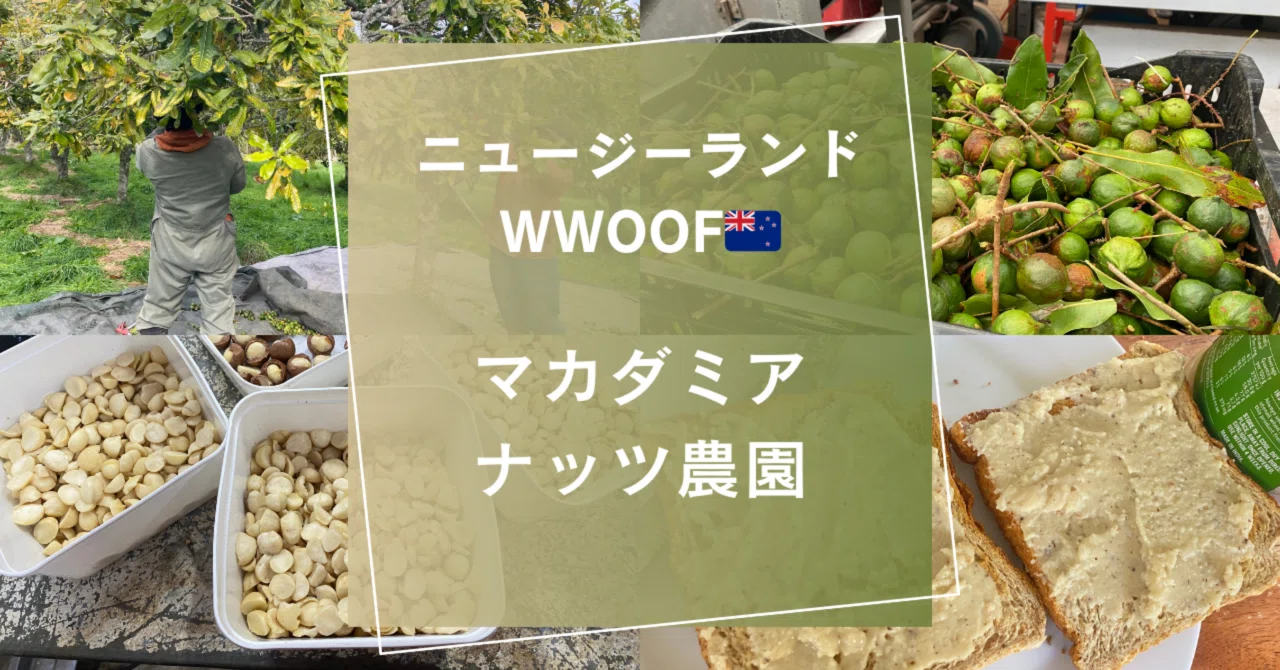 NZ日記🇳🇿｜マカダミア農園でWWOOF｜ゆうか