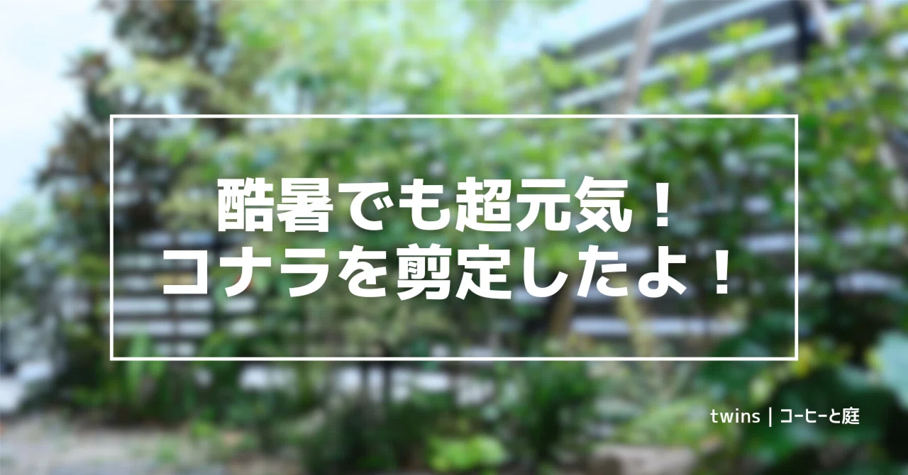 酷暑でも超元気！株立ちコナラを剪定したよ！｜chii