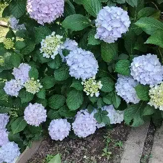 紫陽花