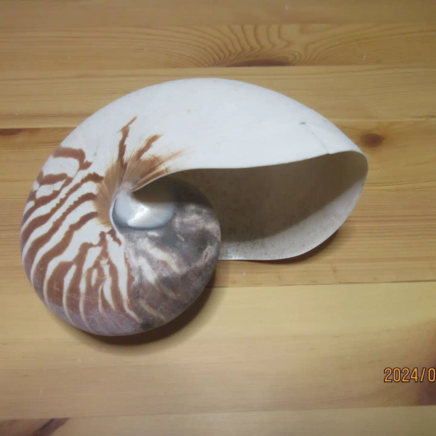 ショウスケ