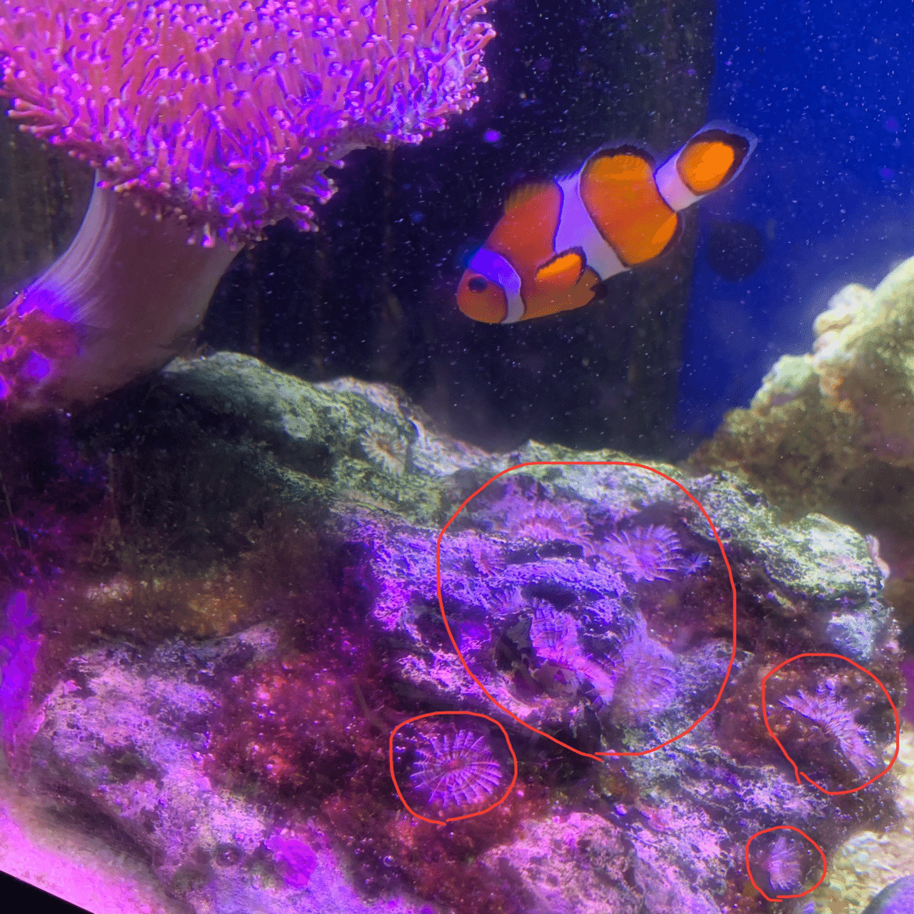 知られざる、小さき住人たち｜北里アクアリウムラボ