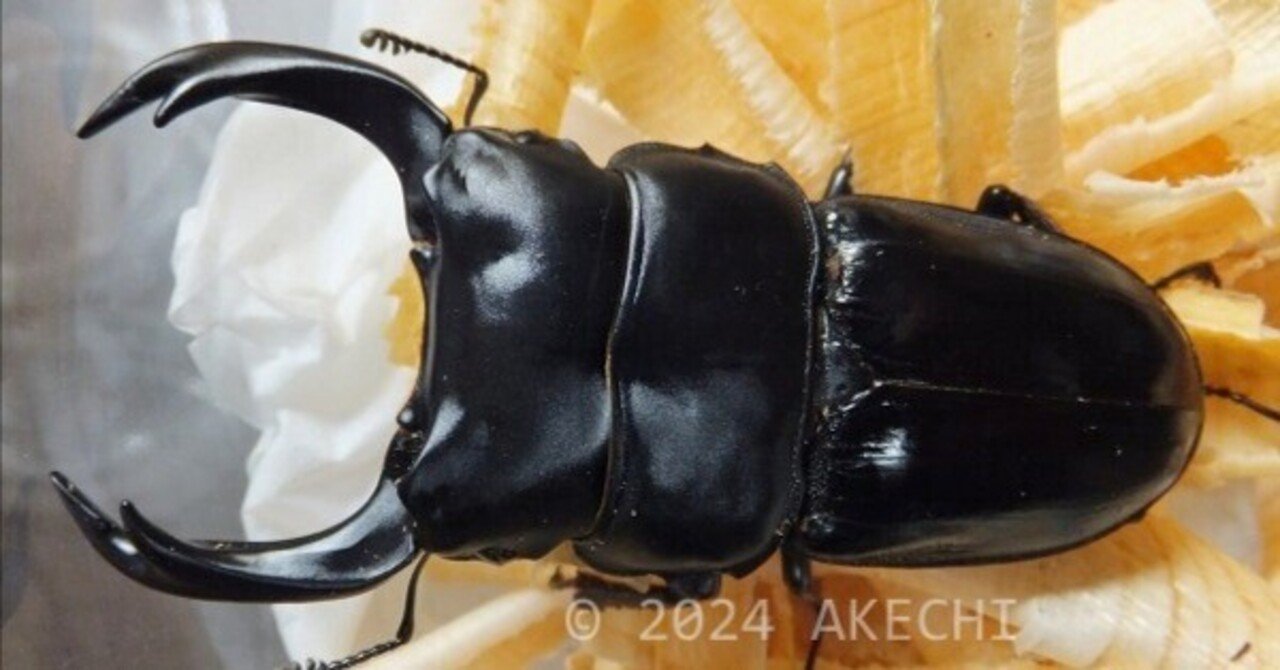 大型☆北インドクルビデンス♂81mm×♀46mm♀46mmトリオ | Dorcusfarm