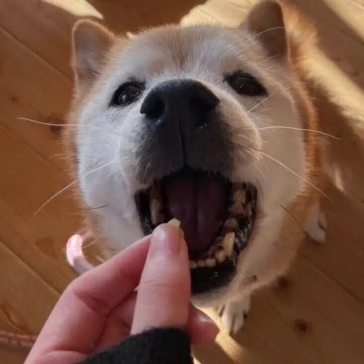 unagi