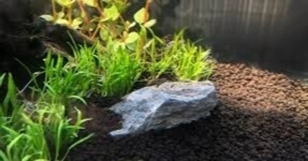 シュリンプ飼育】迷ったら薄敷き水草水槽が鉄板という話【初心者向け シュリンプ飼育】迷ったら薄敷き水草水槽が鉄板という話【初心者向け