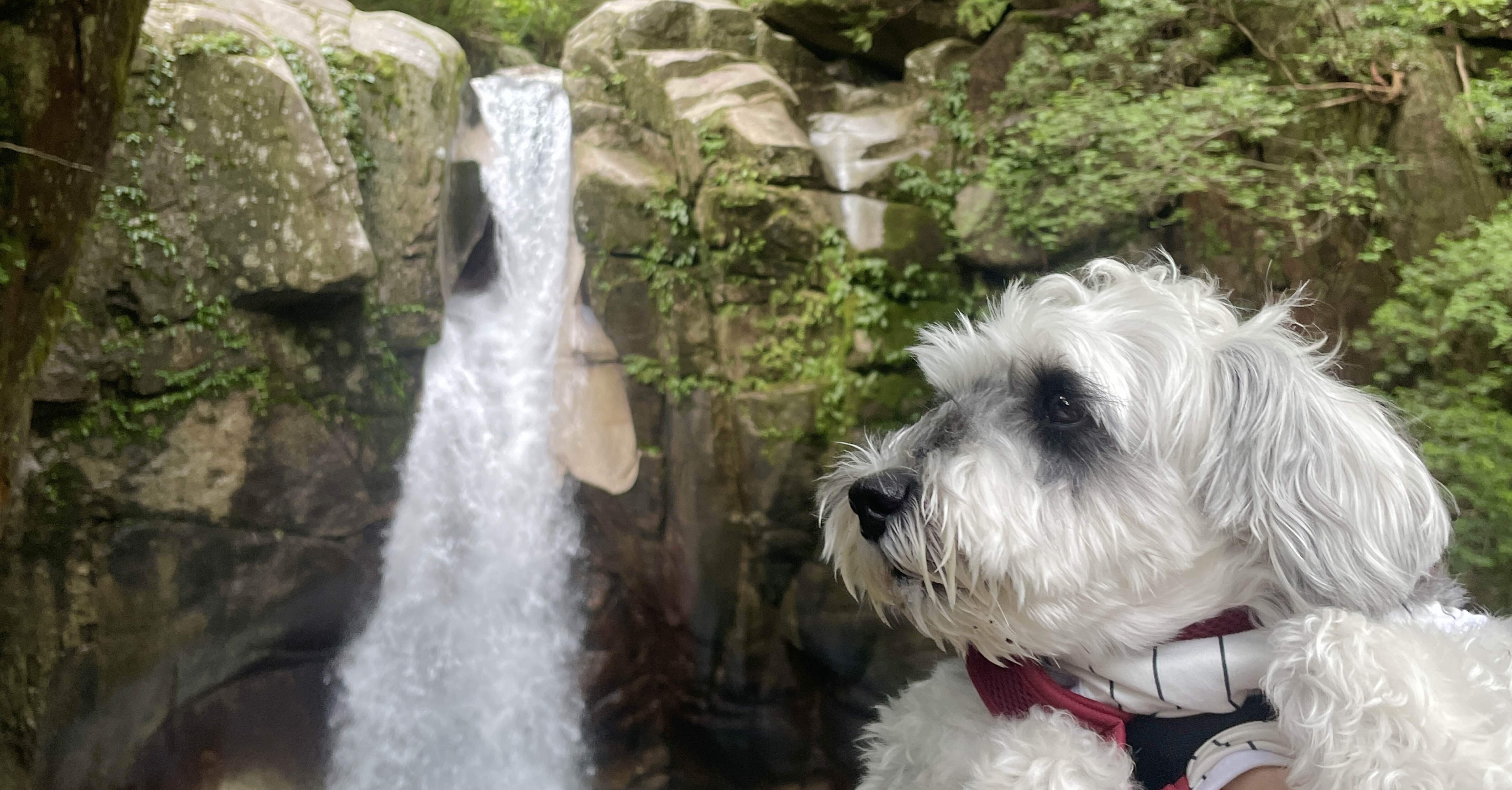 愛犬と行く🐶】大自然を感じる中津川旅〜☀️｜せりぴー🌻マッチョ介護