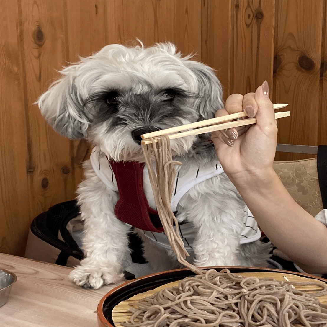愛犬と行く🐶】大自然を感じる中津川旅〜☀️｜せりぴー🌻マッチョ介護