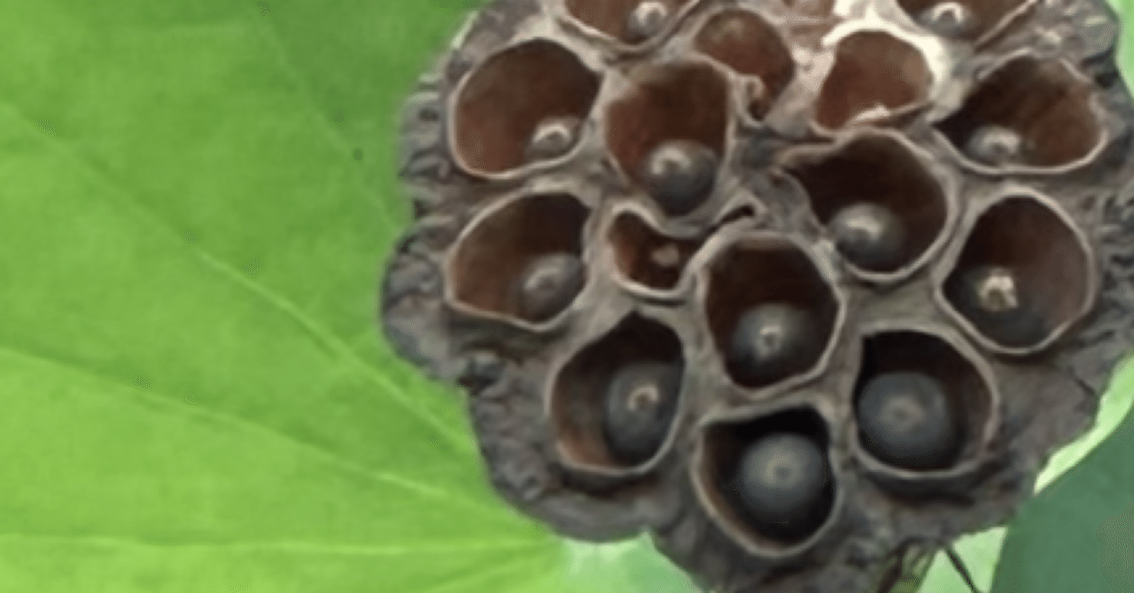 rectangle_large_type_2_46b74a9