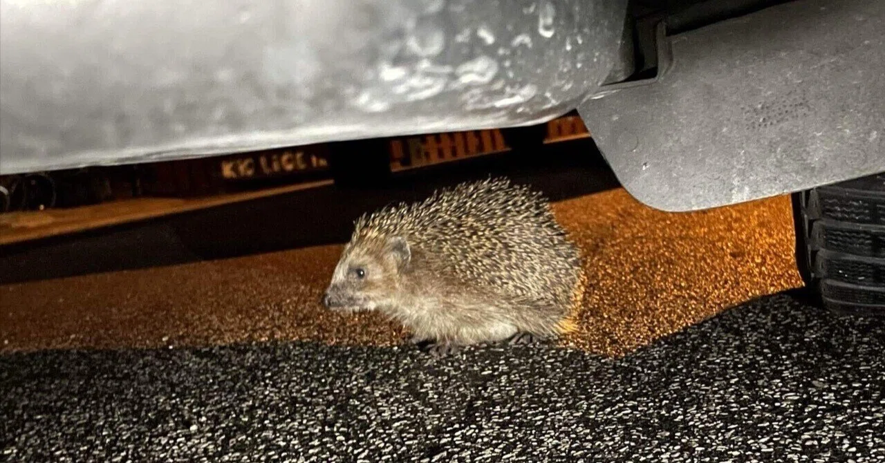 A Hedgehog with Breasts?! What Europeans Saw in Japan｜ひぐち