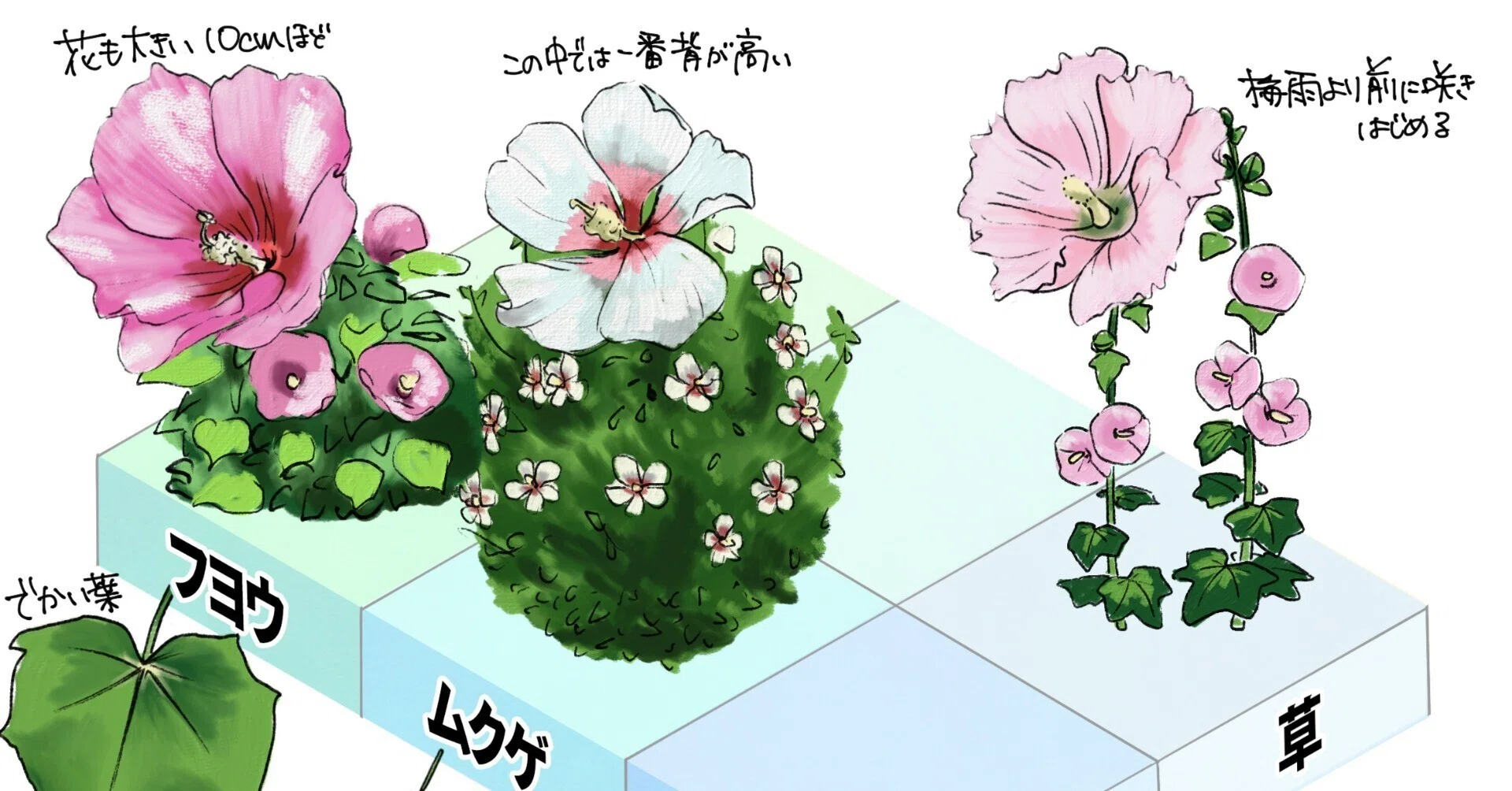 ハイビスカス似の花3種見分け表｜くますけ｜自然ガイド・クリエイター