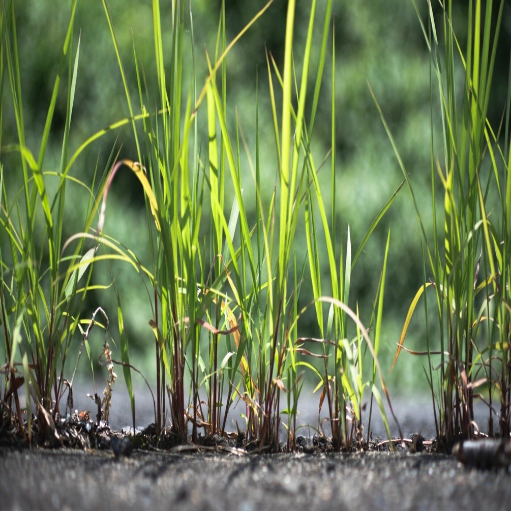 New FD 70-210mm F4で夏を見てみる｜びろーど