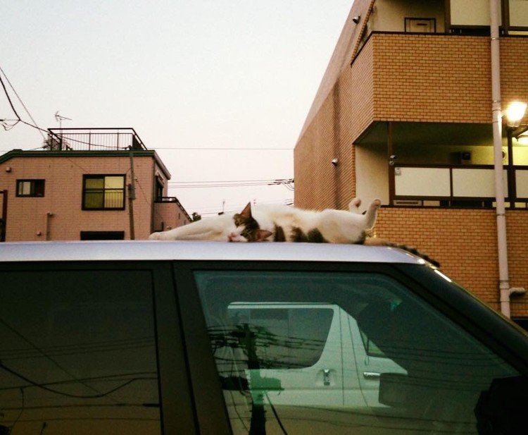少し涼しい夕方、車の上で涼んでる猫に会った。
むっちゃくつろいでる〜
#ねこ