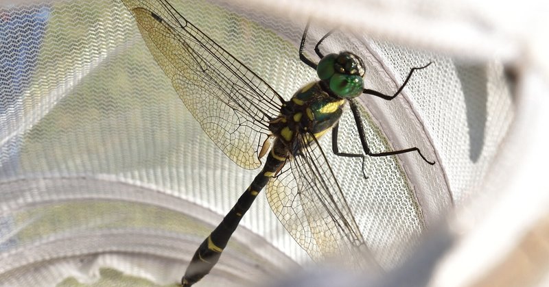 近江の生き物：グランエレメント敷地内（滋賀県米原市8月上旬）