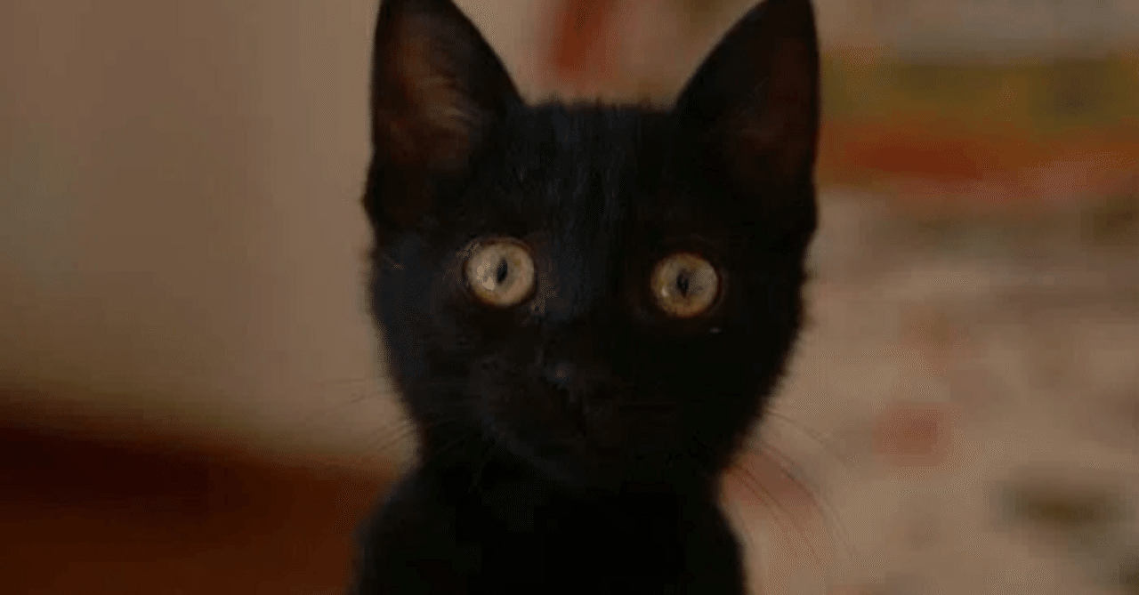 黒猫はなぜ不吉とされるのか｜尾登雄平（世界史ブロガー・ライター）