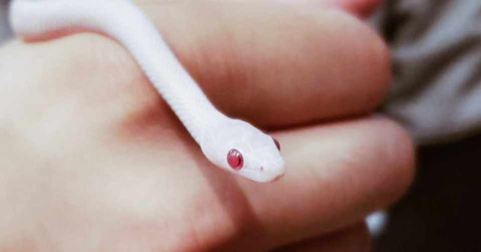 白蛇が家にやってきたのでヘビの飼い方簡単にまとめてみた Tyame Note