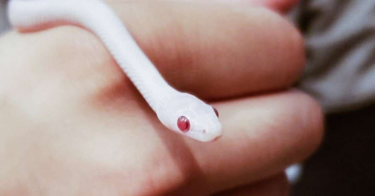 白蛇が家にやってきたのでヘビの飼い方簡単にまとめてみた Tyame Note