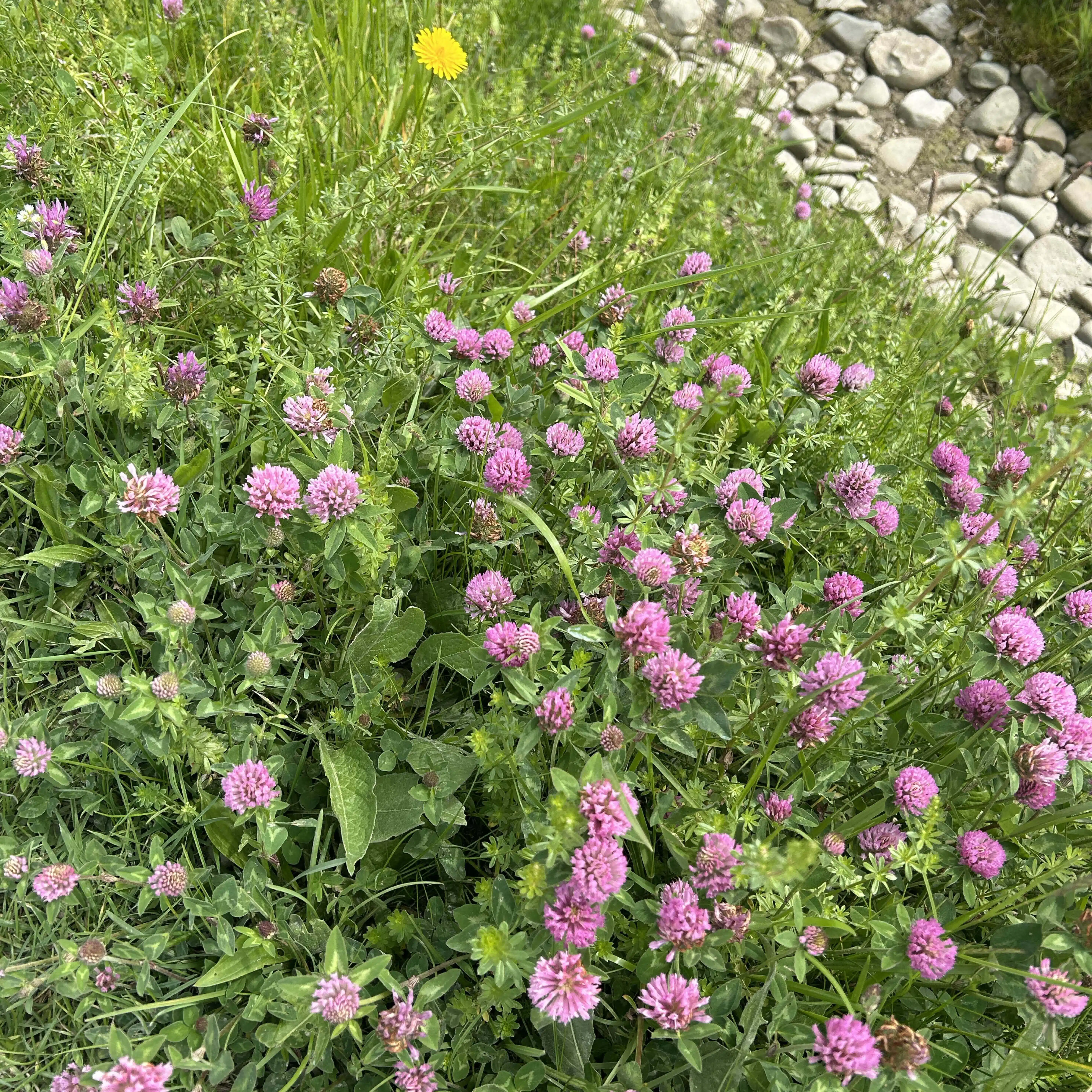 Red clover| 50代おひとり様キャリアも人生も自分らしく