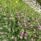 Red clover| 50代おひとり様キャリアも人生も自分らしく