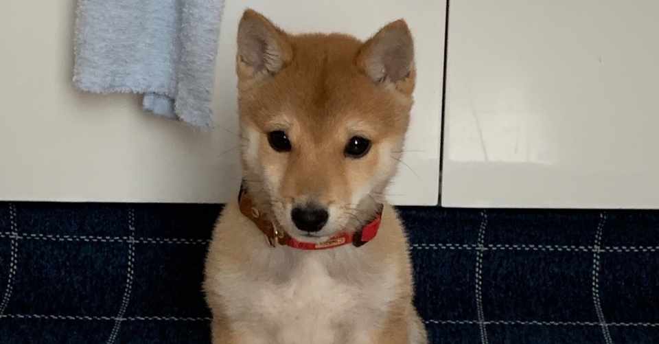 四方漱一宅に来た時の赤ちゃん豆柴 やはり動物は子供が一番可愛い