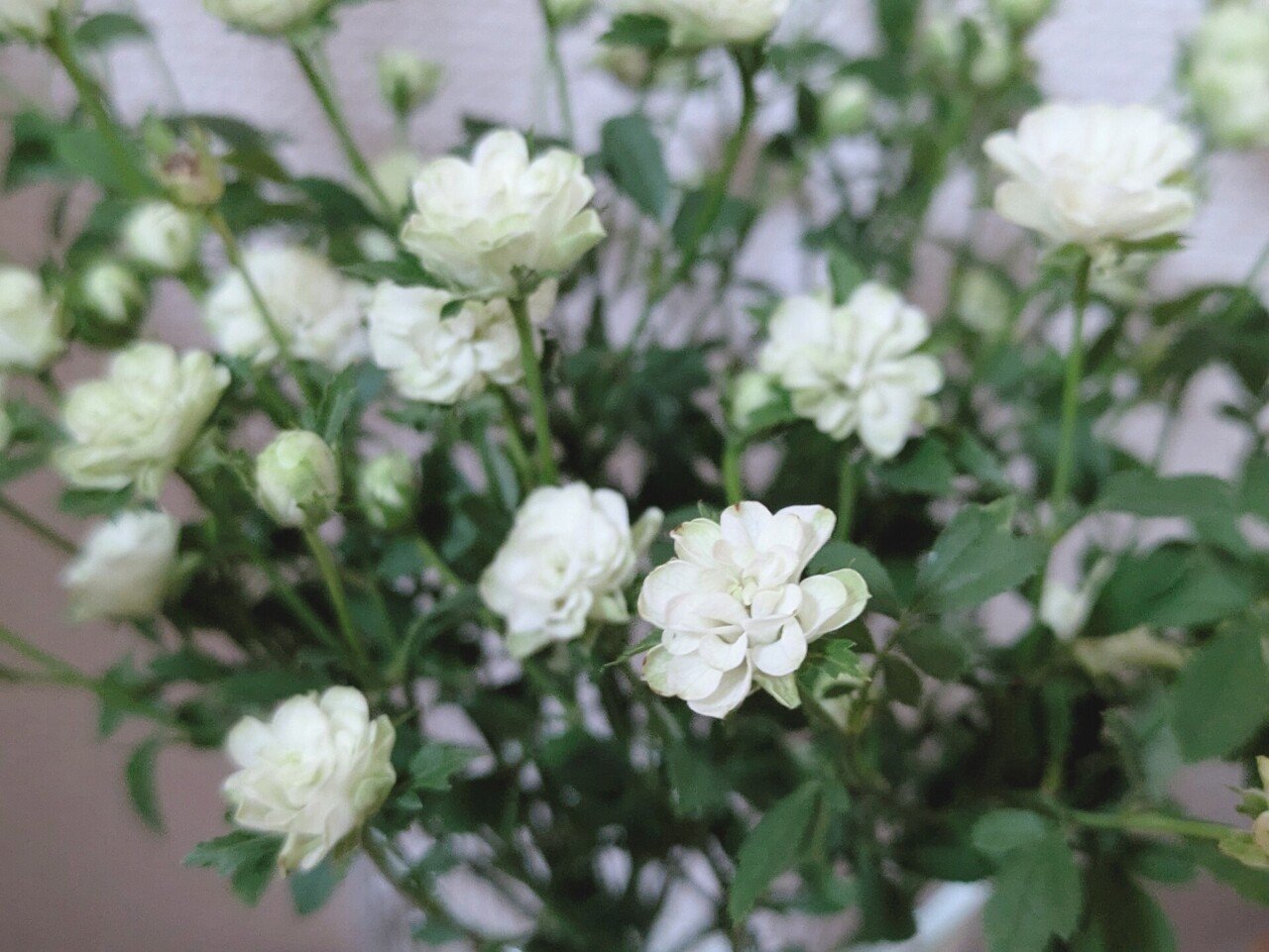 マイクロミニバラ ホワイトウッズ　　ヴェールウッズ苗 マイクロミニバラ ホワイトウッズ ヴェールウッズ苗